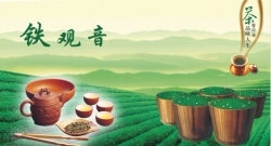 安溪铁观音大师赛进行中   20名制茶人角逐百万大奖