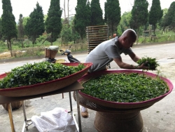 九莲红有机禅茶：重拾传统禅茶味 以茶养生助长寿