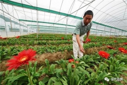 振兴品牌激活力 脱贫“摘帽”焕新颜 ——脱贫攻坚的政和探索