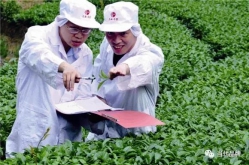 三和：做精品好茶 传播中华茶文化