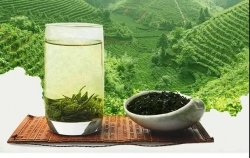 松溪绿茶品牌价值27.81亿元，松溪红茶24.64亿元！