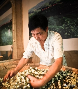 东来茶业：传承百年技艺 打造茉莉花茶长青基业