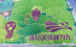“浦城大米”产业集聚区品牌价值407.92亿，品牌价值再创新高！