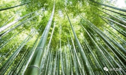 立 “竹”产业：乡村振兴“节节高” 生态富民“日日旺”