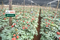 片仔癀药业坚守高质量中药从源头抓起