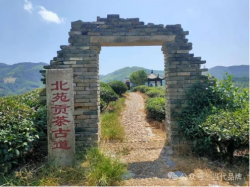 喜报！北苑贡茶、东峰矮脚乌龙再登百强榜，品牌价值创新高！