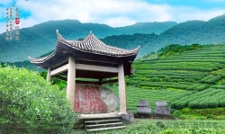 做好“三茶”统筹文章 做强绿色富民产业
