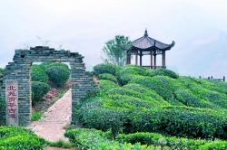 北苑贡茶：传承北苑文化 品味千年茶韵