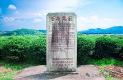 矮脚乌龙：千年古韵 名冠天下