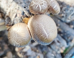 建瓯香菇 珍品独秀