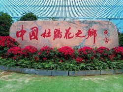 漳平永福杜鹃花谷：历史传承与创新营销共筑“中国杜鹃花之乡”