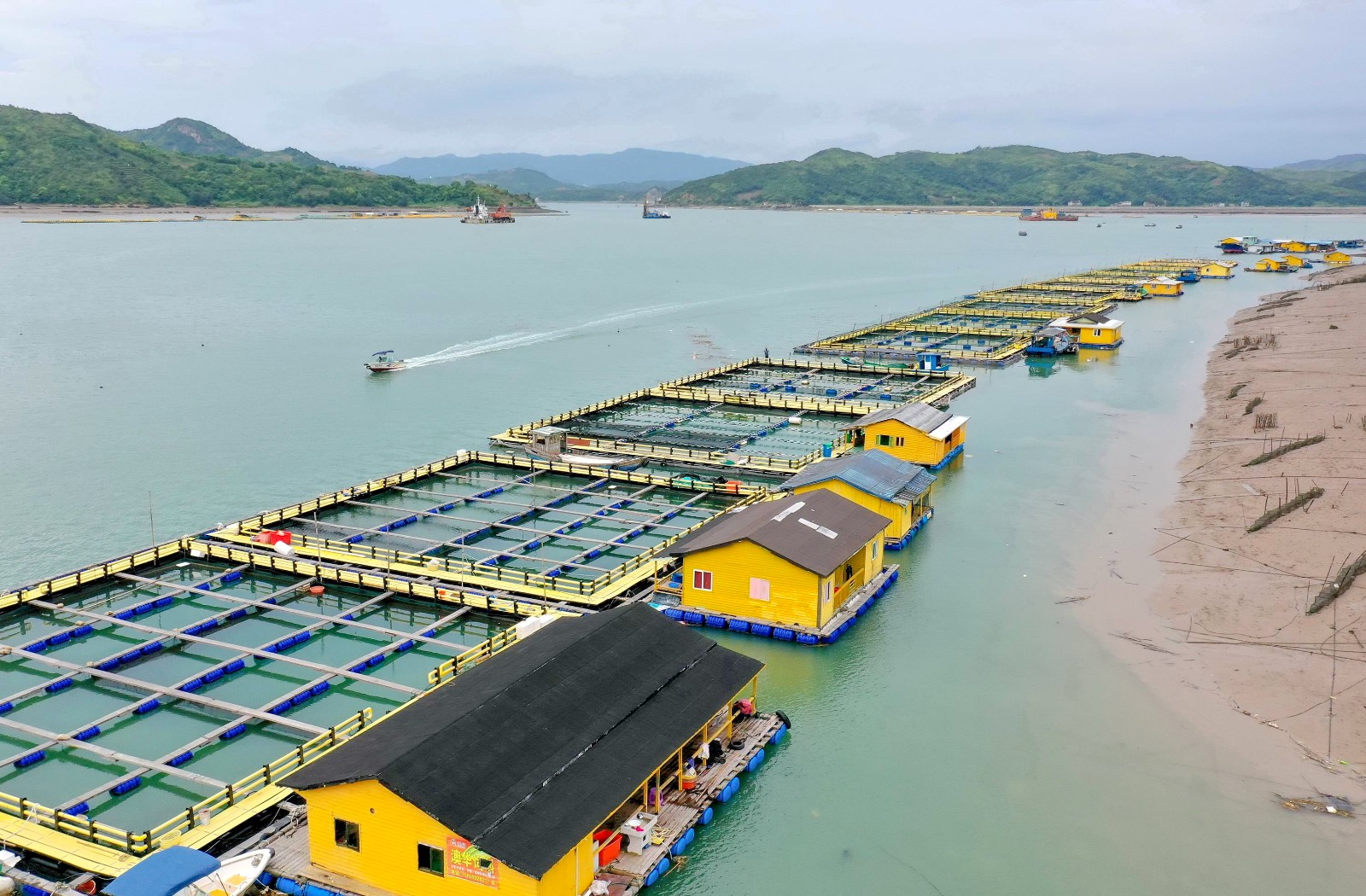 福建福鼎 畲乡特色产业助乡村振兴