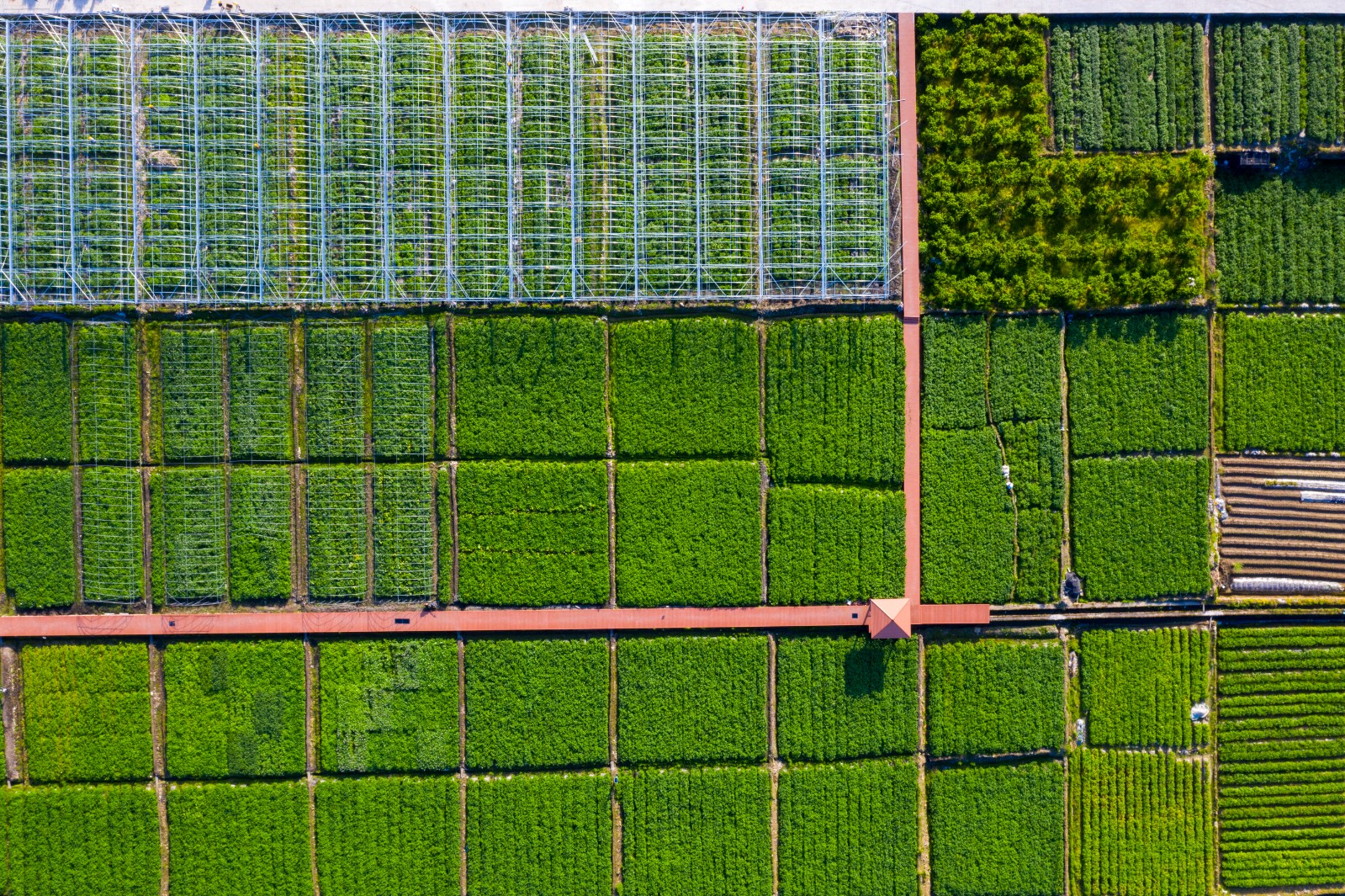 周宁高山马铃薯种植示范基地（谢劲松  摄）