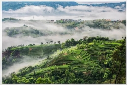 山海宁德茶香远 “三茶”统筹启新程——2026宁德市茶产业发展大会暨坦洋工夫新茶纪在福安举行